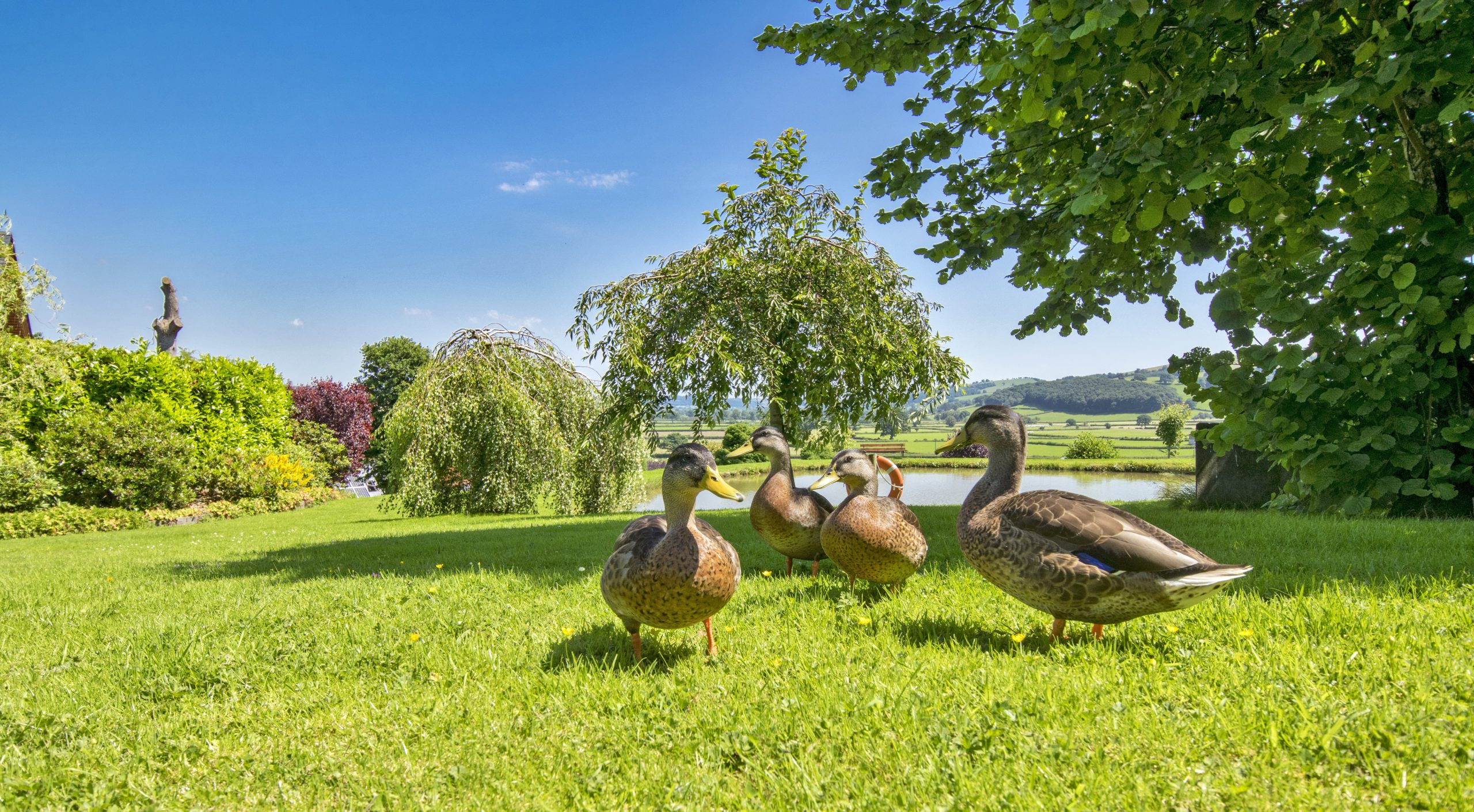 Four of our ducks in front of one of our free fishing ponds in glorious sunshine in Mid Wales