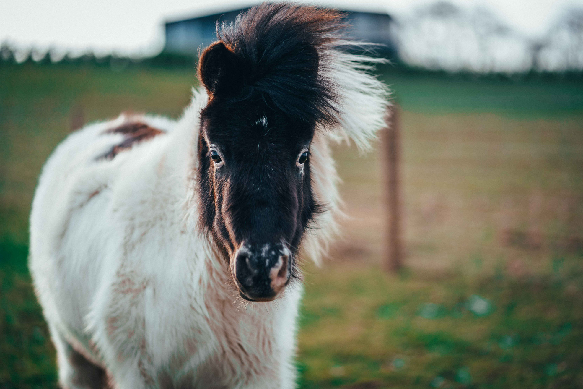 Close up of one of our Miniature Horses Falabella