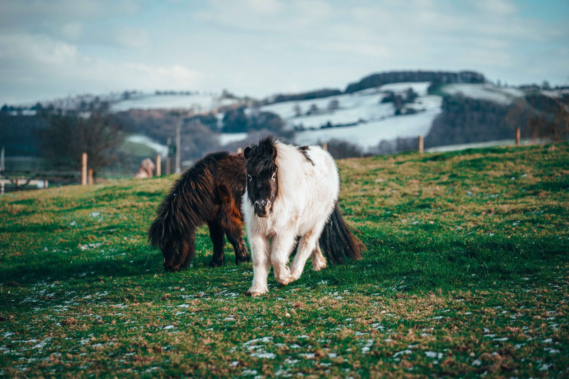 Our teo minaiture horses falabellas enjoying their paddock next to our luxury lodges